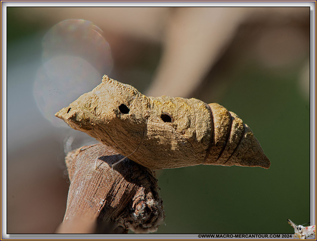 Chrysalide de Machaon 